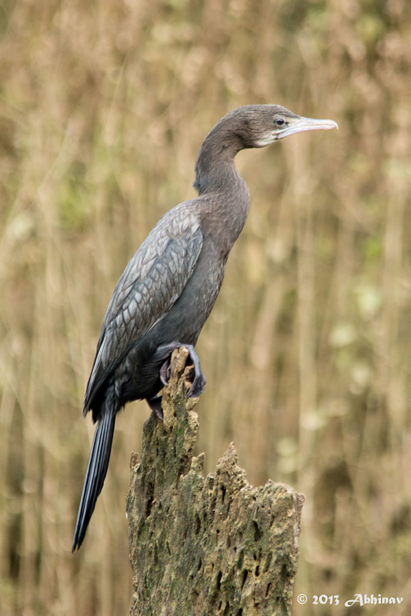 Little Cormorant Thattekkad