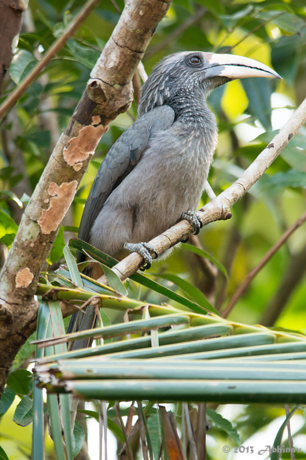 Malabar Grey Hornbill - Female