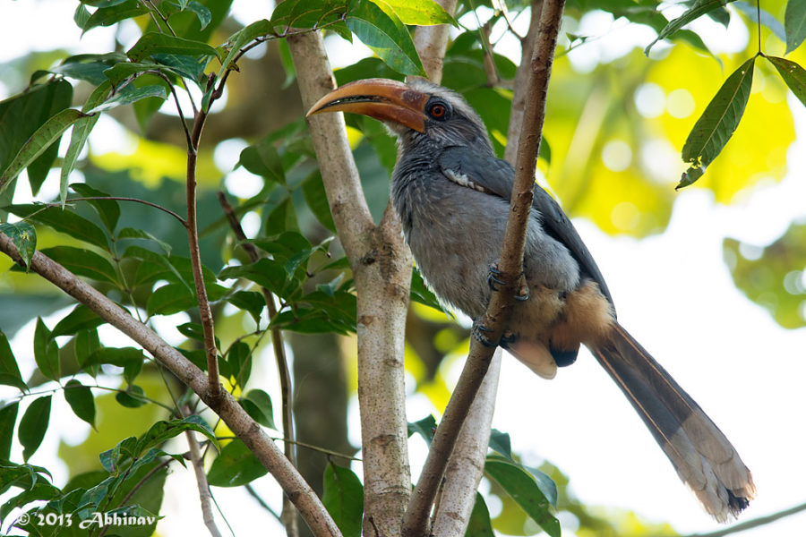 Malabar Grey Hornbill - Male