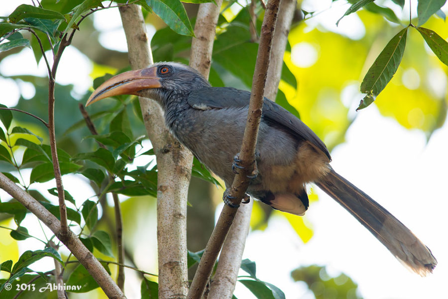 Malabar-Grey-Hornbill-Male-1