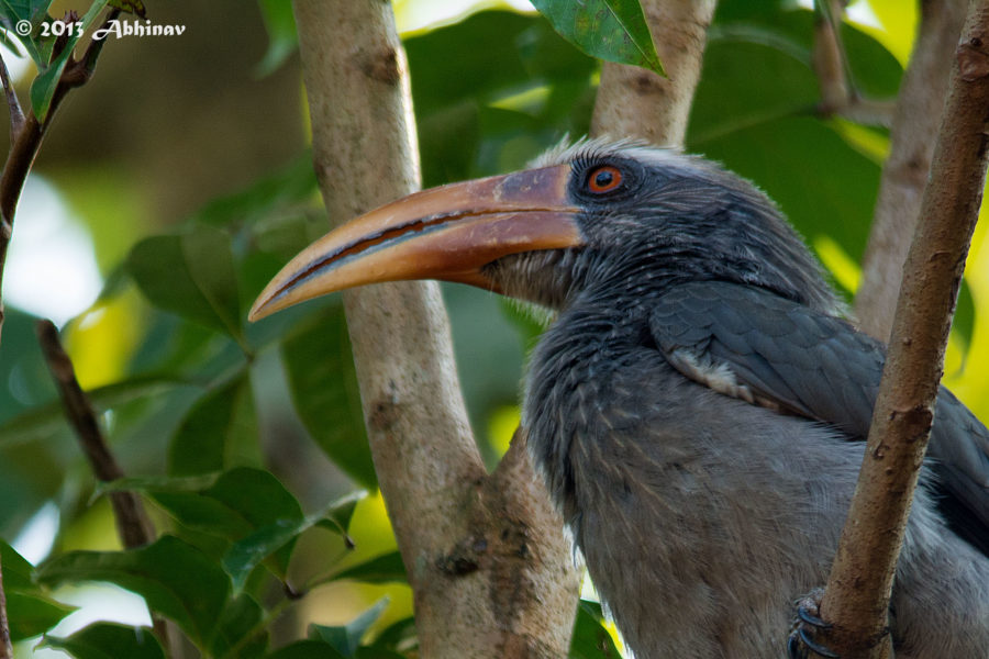 Malabar-Grey-Hornbill-Male-1