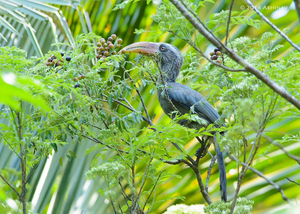 Malabar Grey Hornbill