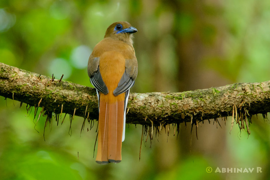 Malabar Trogon - Female