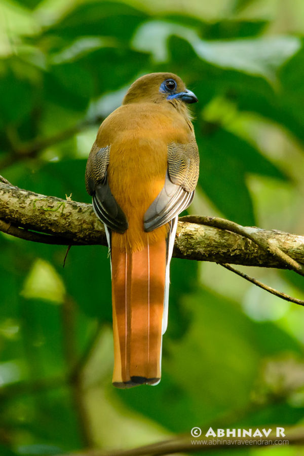 Malabar Trogon - Female