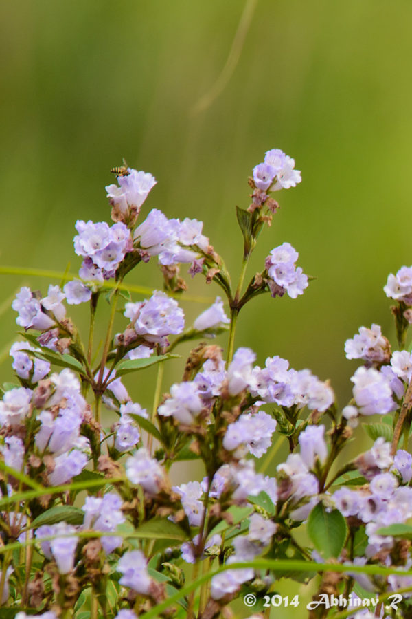 Neelakurinji Blooms Munnar 2014