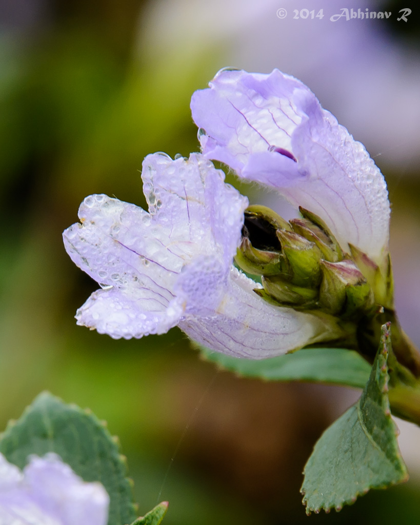 Neelakurinji Blooms Munnar 2014