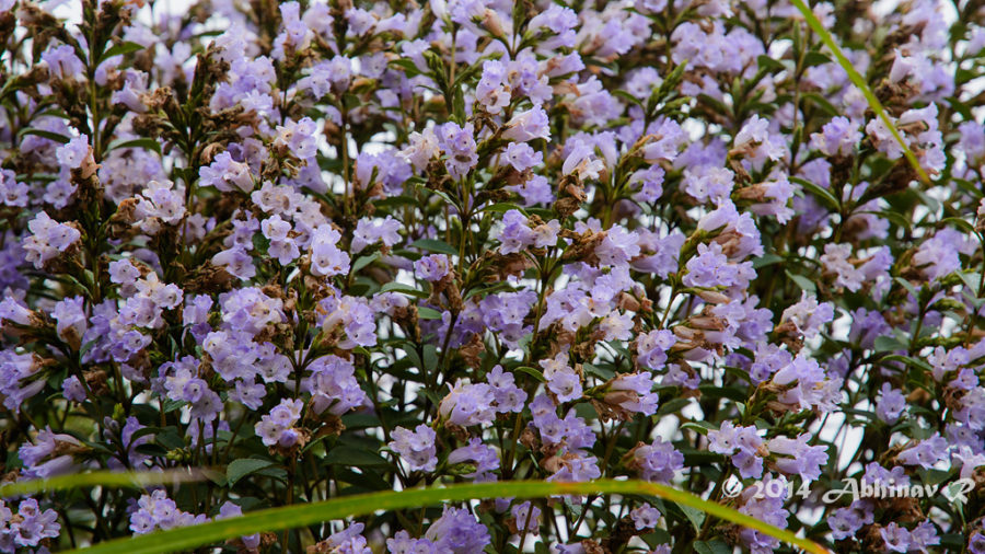 Neelakurinji Blooms Munnar 2014