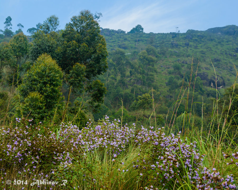 Neelakurinji Blooms Munnar 2014