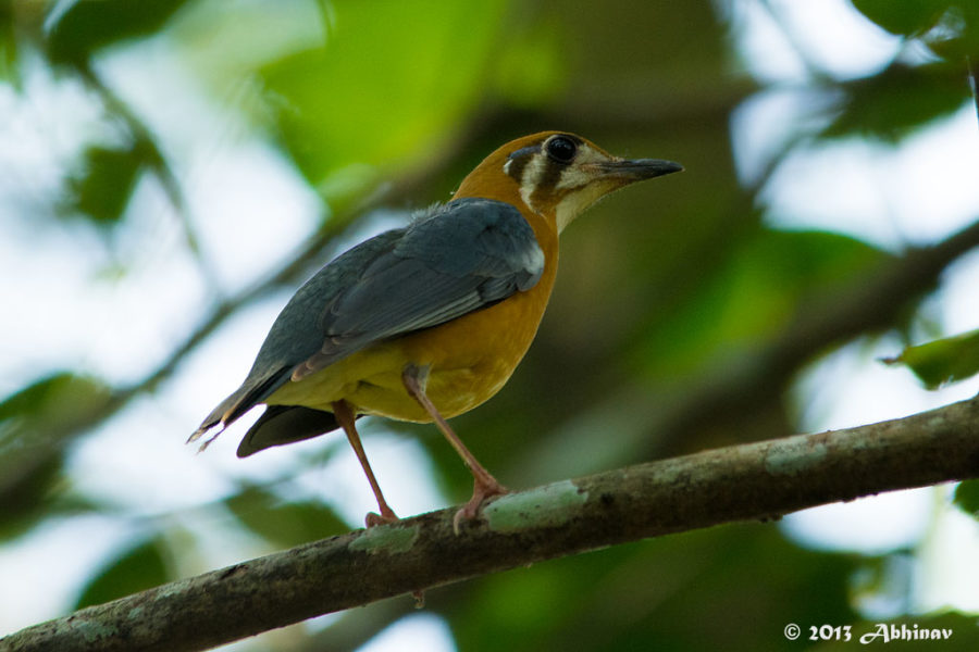 Orange Headed Thrush