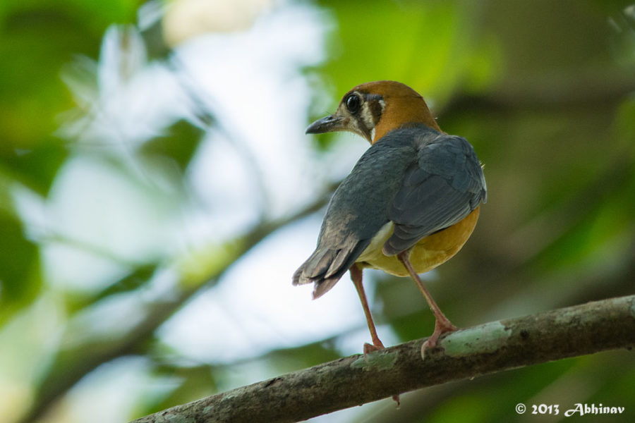 Orange Headed Thrush