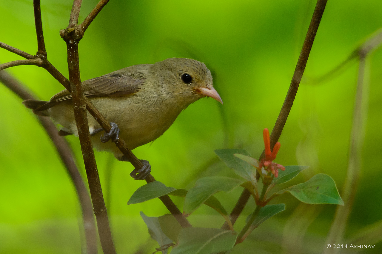 Pale-Billed Flowerpecker