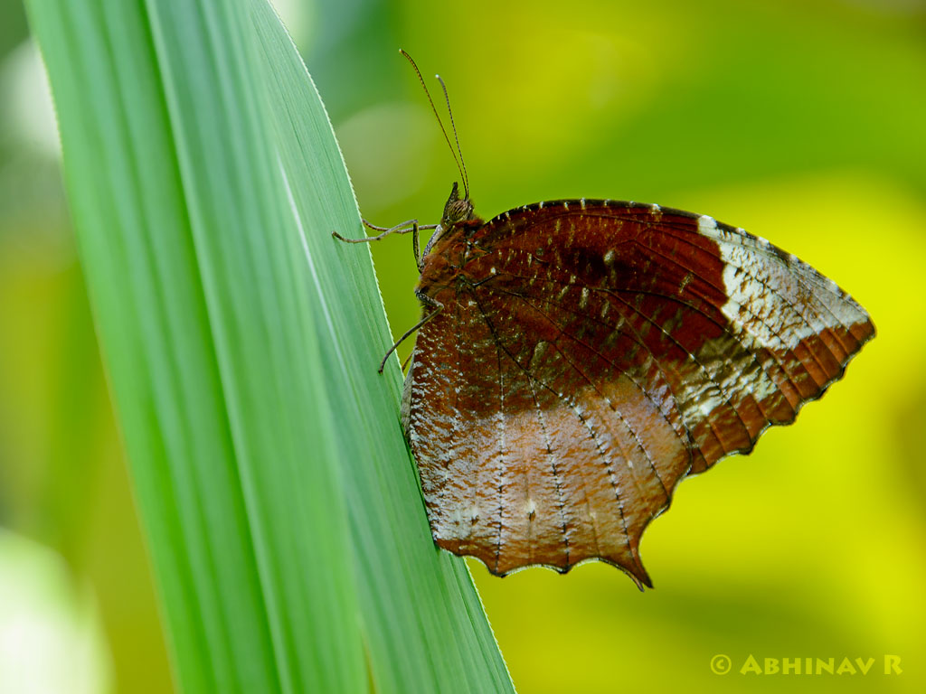 Tailed Palmfly – Elymnias caudata