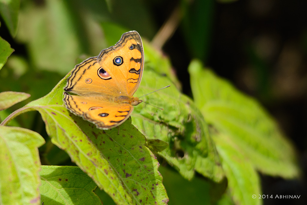 Peacock Pansy Butterfly - Butterflies of Periyar