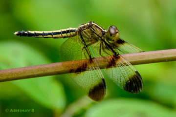 Pied Paddy Skimmer