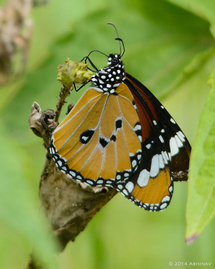 Plain Tiger Butterfly - Periyar