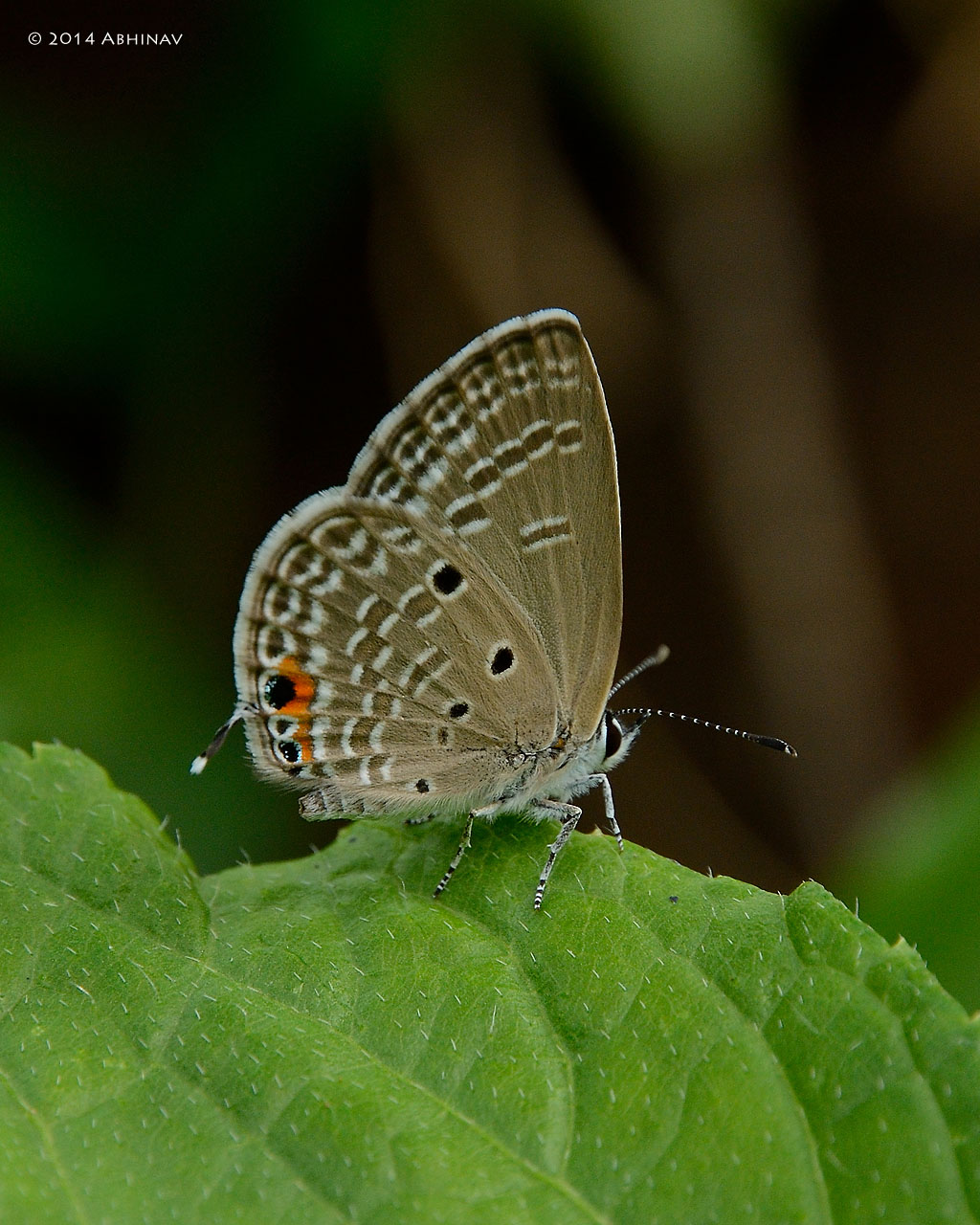 Plains Cupid Butterfly – Chilades pandava