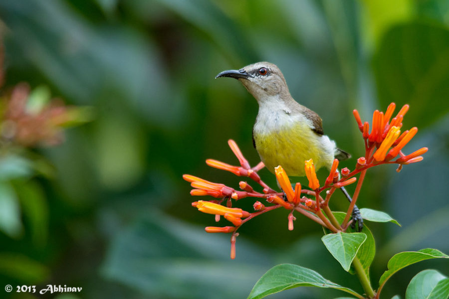 Purple - Rumped Sunbird