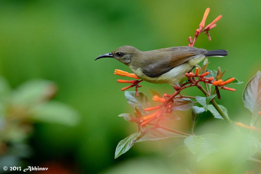 Purple - Rumped Sunbird (Female)