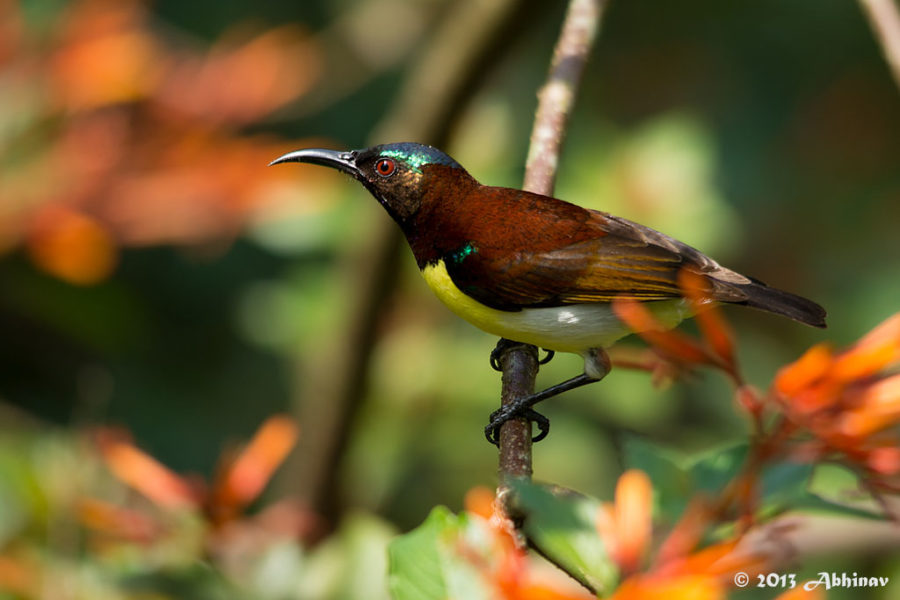 Purple - Rumped Sunbird (Male)