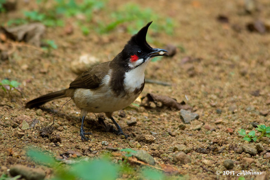 Red Whiskered Bulbul