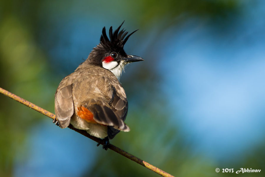 Red Whiskered Bulbul