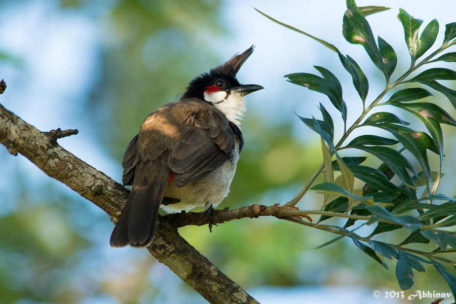Red Whiskered Bulbul