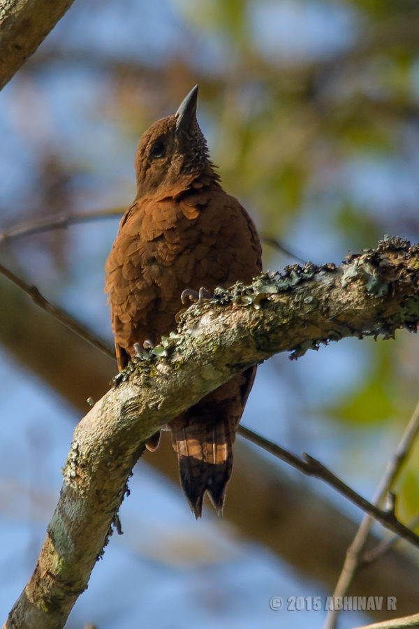 Rufous Woodpecker - Birds of Periyar
