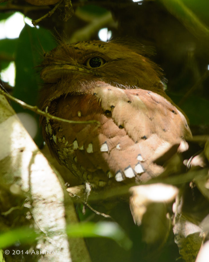 Sri Lanka Frogmouth or Ceylon Frogmouth - Periyar