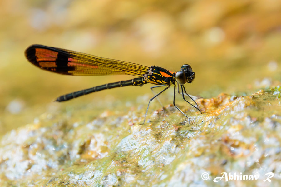 Stream Ruby Damselfly - Rhinocypha bisignata