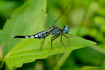 Trumpet Tail Dragonfly