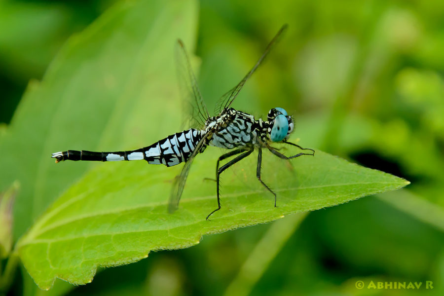 Trumpet Tail Dragonfly - Acisoma panorpoides
