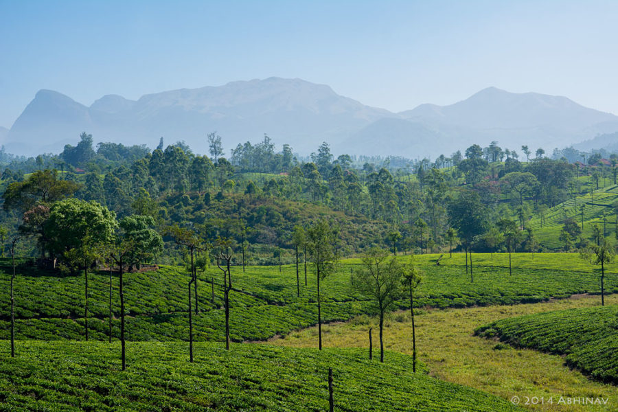 A view from Valparai