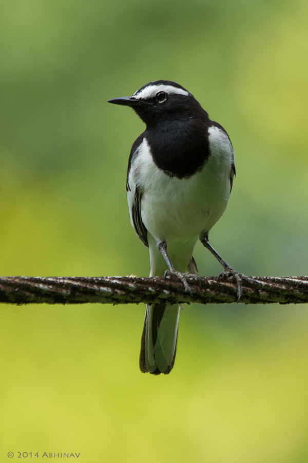 White-browed Wagtail near Sholayar