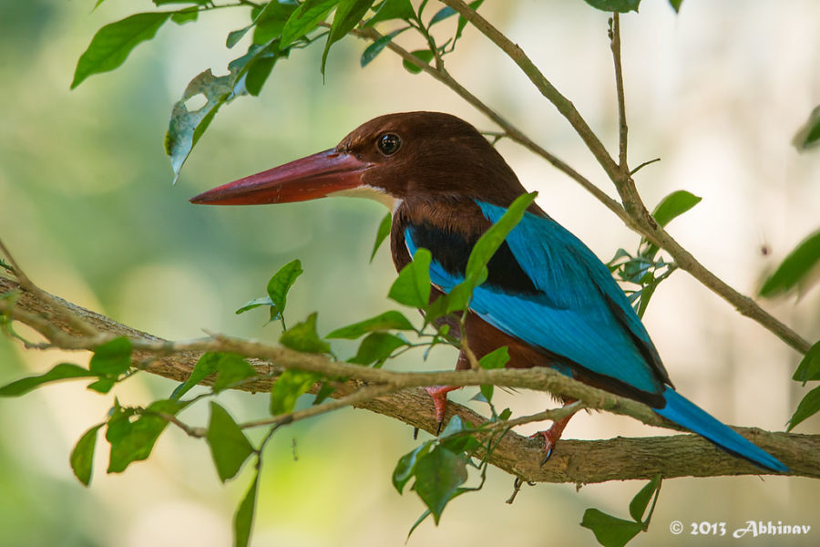 White Throated Kingfisher