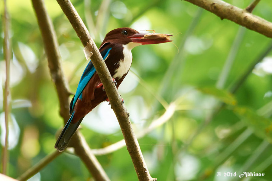 White Throated Kingfisher