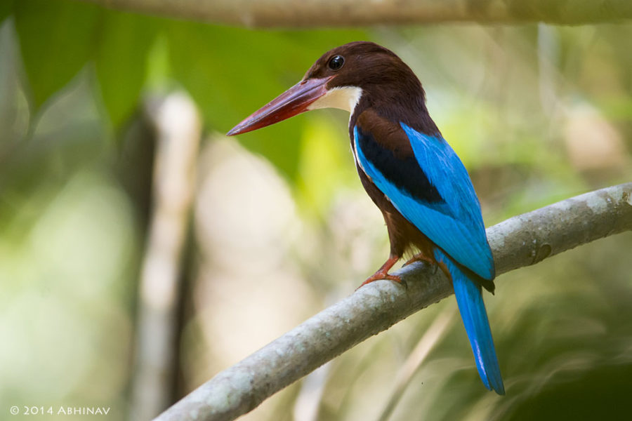 White Throated Kingfisher