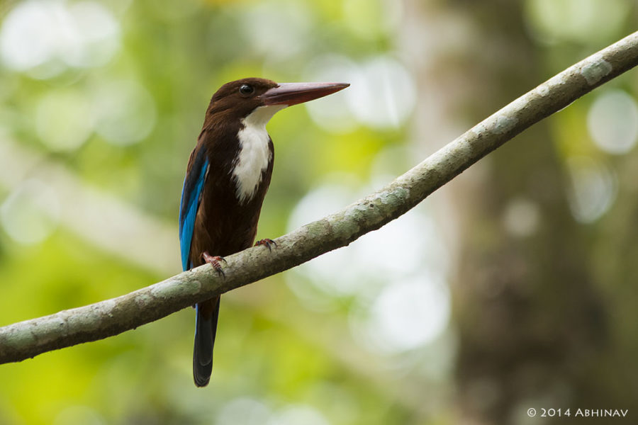 White Throated Kingfisher