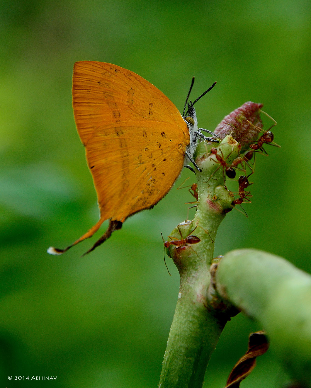 Yamfly – Loxura atymnus