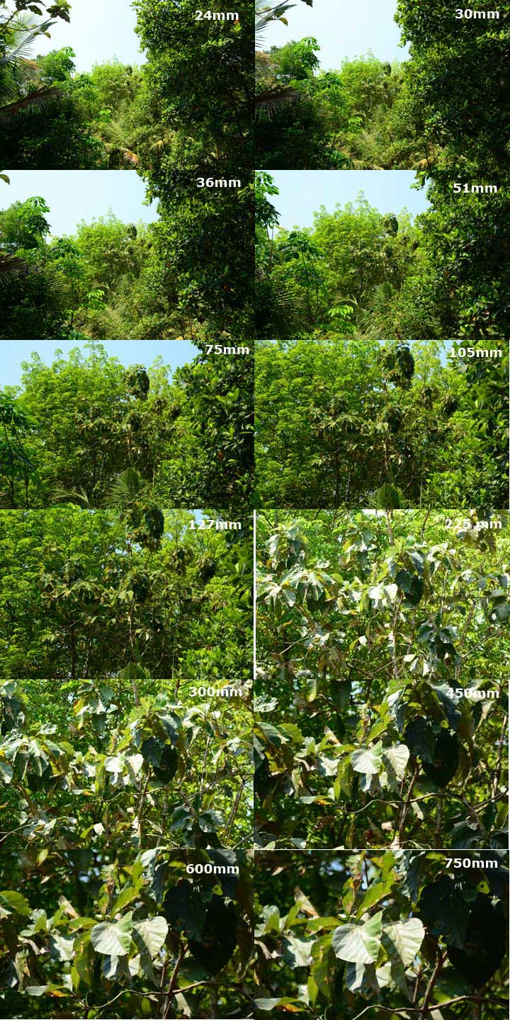 Focal Length Comparison