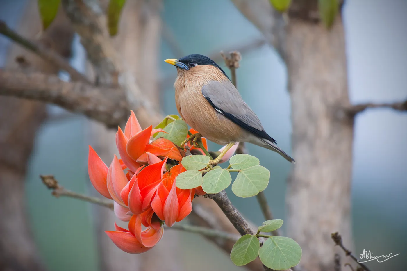 Brahminy Starling