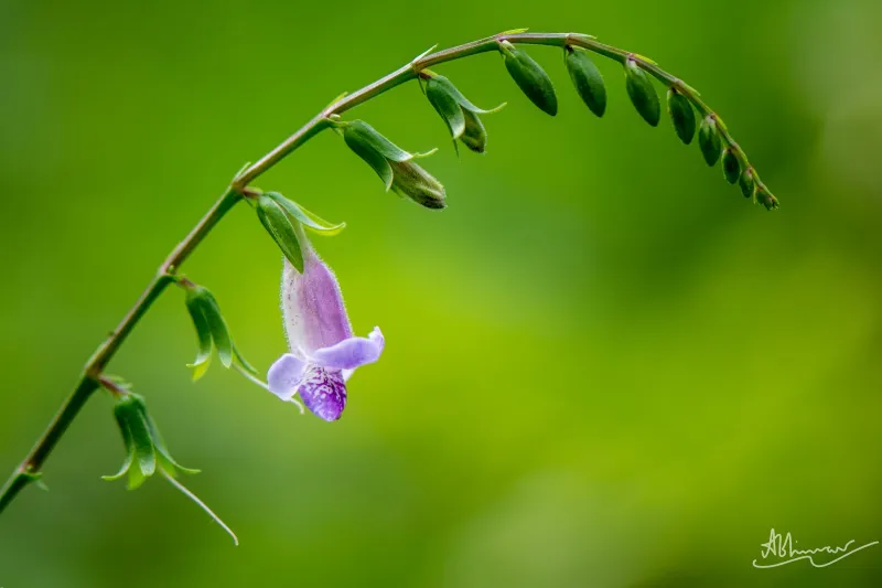 ഉപ്പുതെളി / Asystasia