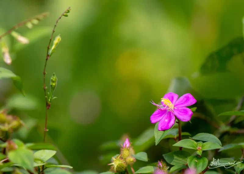 അതിരാണി
