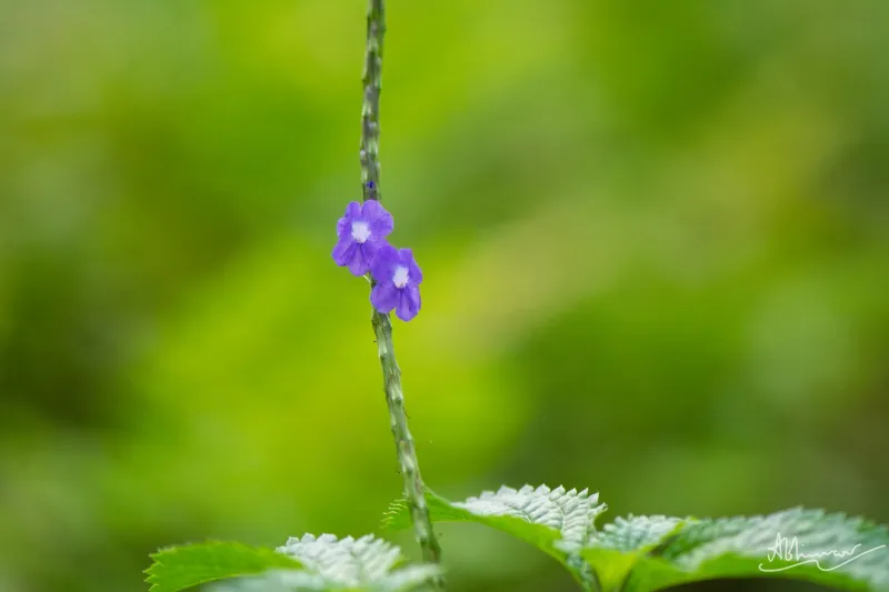 നരിവാലി