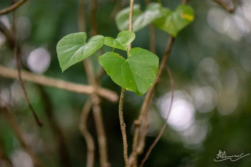 ചിറ്റമൃത്