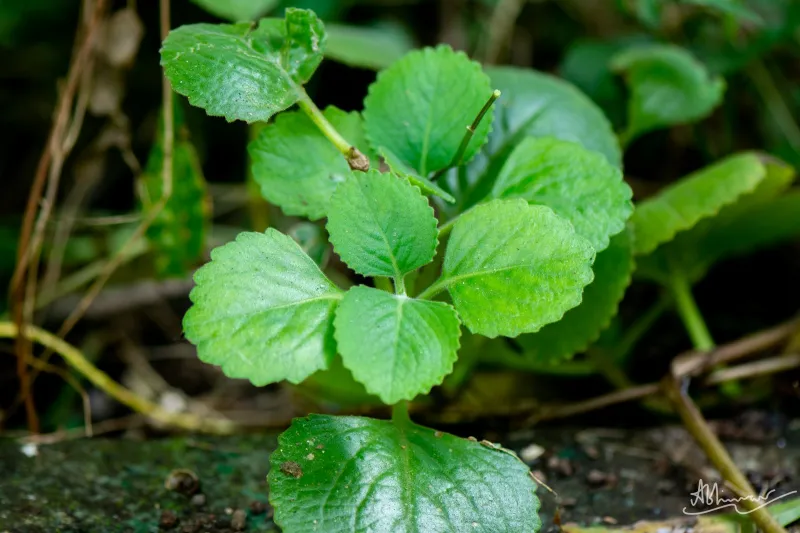 പനിക്കൂർക്ക