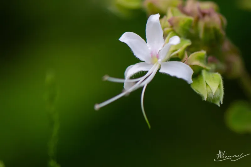 കാട്ടുപെരികിലം