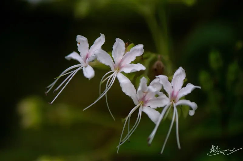 Wild Flowers and Plants