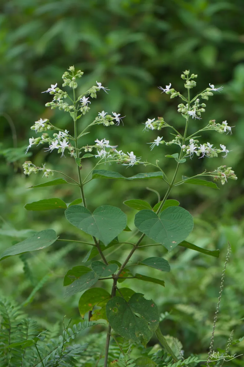 കാട്ടുപെരികിലം