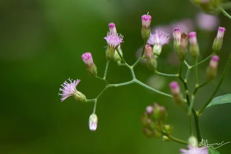 പൂവാംകുരുന്നില
