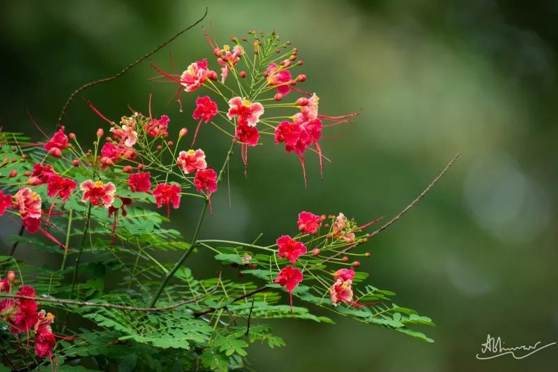 രാജമല്ലി